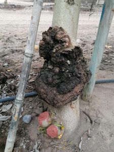 Investigadores chilenos buscan detectar precozmente enfermedad que produce tumores en frutales