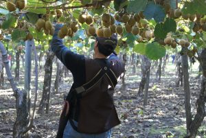 Estiman caída de 15% para exportaciones de kiwi en la temporada