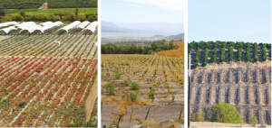 “Estamos en un terremoto que todavía no termina" Francisco González, fruticultor y presidente de la Asociación de Canalistas del Embalse Cogotí.