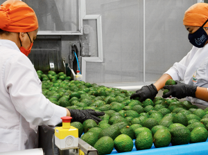 Green SuperFood mira al futuro de la mano de la expansión productiva