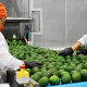 Green SuperFood mira al futuro de la mano de la expansión productiva