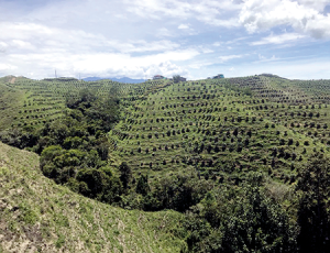 Con el objetivo de exportar 13,000 toneladas de aguacate Hass esta campaña 2021