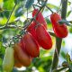 Tomate industrial, las claves de un cultivo en alza