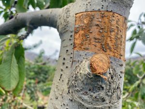 Insidioso ataque al interior de cerezos aparentemente sanos