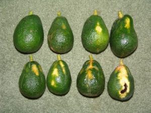 Prohass y Unalm desarrollan investigación sobre el virus Avocado Sunblotch Viroid
