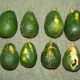 Prohass y Unalm desarrollan investigación sobre el virus Avocado Sunblotch Viroid