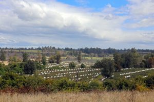 Nuevos aires para la cereza del sur