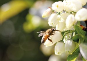 Estrategias de polinización en arándanos
