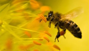 Investigación confirma efectos negativos del tendido eléctrico y antenas sobre las abejas