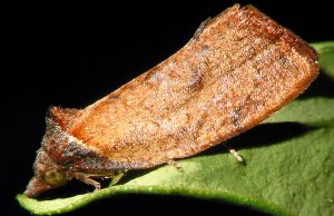 Cómo prevenir rechazos por presencia de Proeulias en cítricos