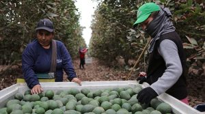 AGAP destaca incorporación de pequeños productores a la cadena agroexportadora
