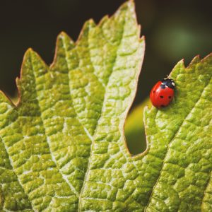 Viña Miguel Torres se encamina hacia una agricultura regenerativa en sus huertos en Chile