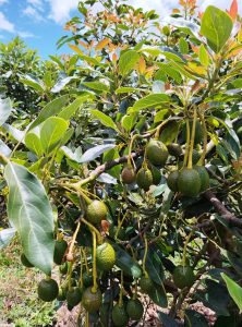 El aguacate español afronta su peor campaña por cuenta de la sequía