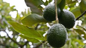 Aguacate: La aplicación de una auxina para exceso de rebrote