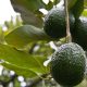 Aguacate: La aplicación de una auxina para exceso de rebrote