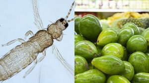 Aguacate: identifican insectos que favorecen la aparición de hongos