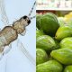 Aguacate: identifican insectos que favorecen la aparición de hongos