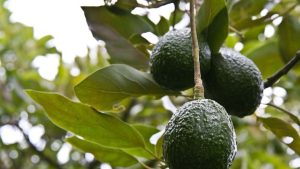 Uso de hongos endófitos favorecería control de la “tristeza del aguacate”