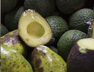 Aguacate criollo es resistente al hongo que provoca la pudrición de raíces