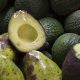 Aguacate criollo es resistente al hongo que provoca la pudrición de raíces