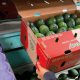 La gran apuesta española por la palta peruana
