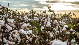 Colombia apunta a aumentar en 80% su producción de algodón este año