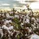 Colombia apunta a aumentar en 80% su producción de algodón este año