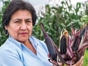 La guardiana del maíz morado de excelencia