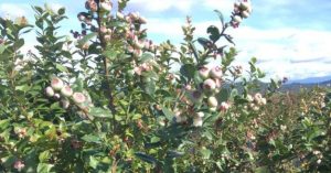 Argentinos crean variedad de arándano para crecer en América del Sur