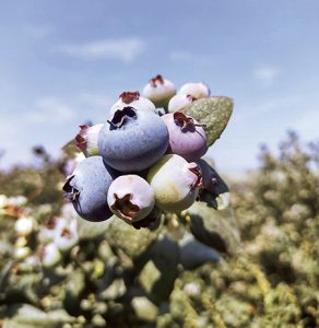 Precio promedio del arándano se elevó en 80% durante enero