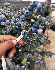 Exportaciones de arándanos frescos caerán 20% en la actual campaña