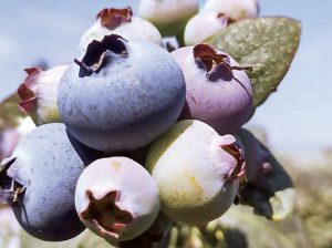 Clima de Áncash favorece el cultivo del arándano