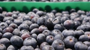 La Niña frenó exportación de arándanos peruanos en la fase final de la campaña