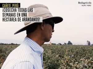 ¡Cosecha todas las semanas en una hectárea de arándanos!