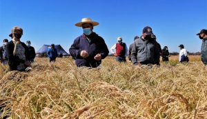 Proponen método de cultivo de arroz que reduce a la mitad el uso de agua
