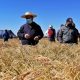 Proponen método de cultivo de arroz que reduce a la mitad el uso de agua