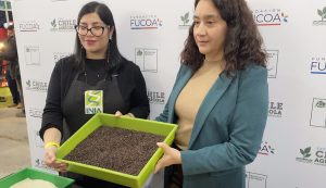 Presentan primera variedad de arroz negro desarrollado en Chile