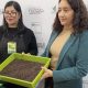 Presentan primera variedad de arroz negro desarrollado en Chile