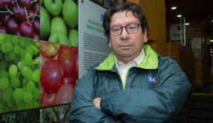 Mosca de la fruta: SAG precisa alcances de su detección en la Región Metropolitana