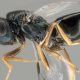 Liberan parasitoides para combatir la plaga de la Drosophila suzukii