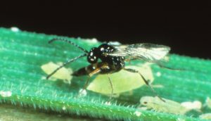 Estudio demuestra cómo la contaminación atmosférica afecta el control natural de plagas