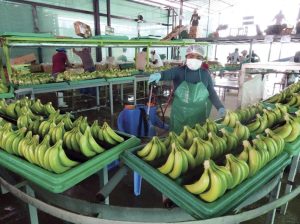 Bananeros colombianos cumplen con nuevos estándares de la Unión Europea