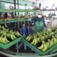 Bananeros colombianos cumplen con nuevos estándares de la Unión Europea