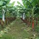 Identifican diferentes tipos de usos de la inteligencia artificial en el cultivo del banano