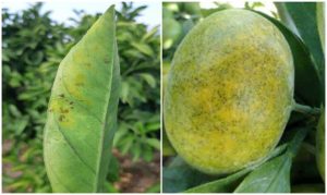 Cómo extender la protección de nuevos cultivos de arándanos y mandarinas