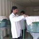 INIA inaugura su segunda fábrica de insectos benéficos en Chile