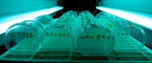 Mercado de bioinsumos alcanzará a los agroquímicos en la década de 2040