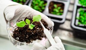 Bioinsumos despegan  de la mano de universidades y centros de investigación