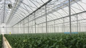 Grupo italiano Arrigoni presentará soluciones de impacto cero frente a trípidos