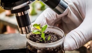 Las nuevas y poderosas fórmulas para el desarrollo y antiestrés en las plantas